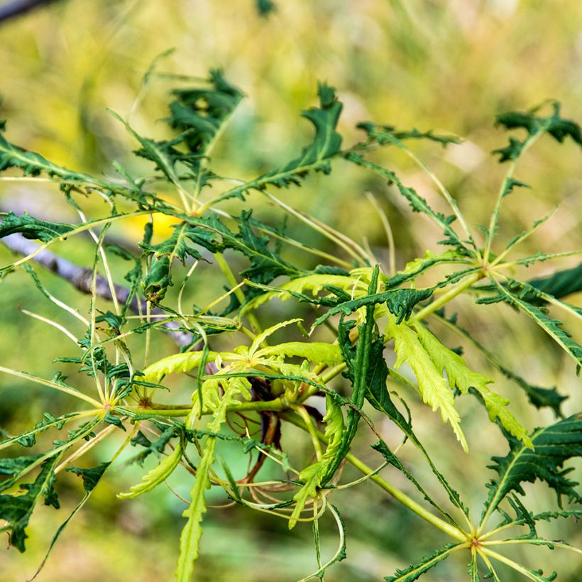 Aesculus Laciniata (Foliage)