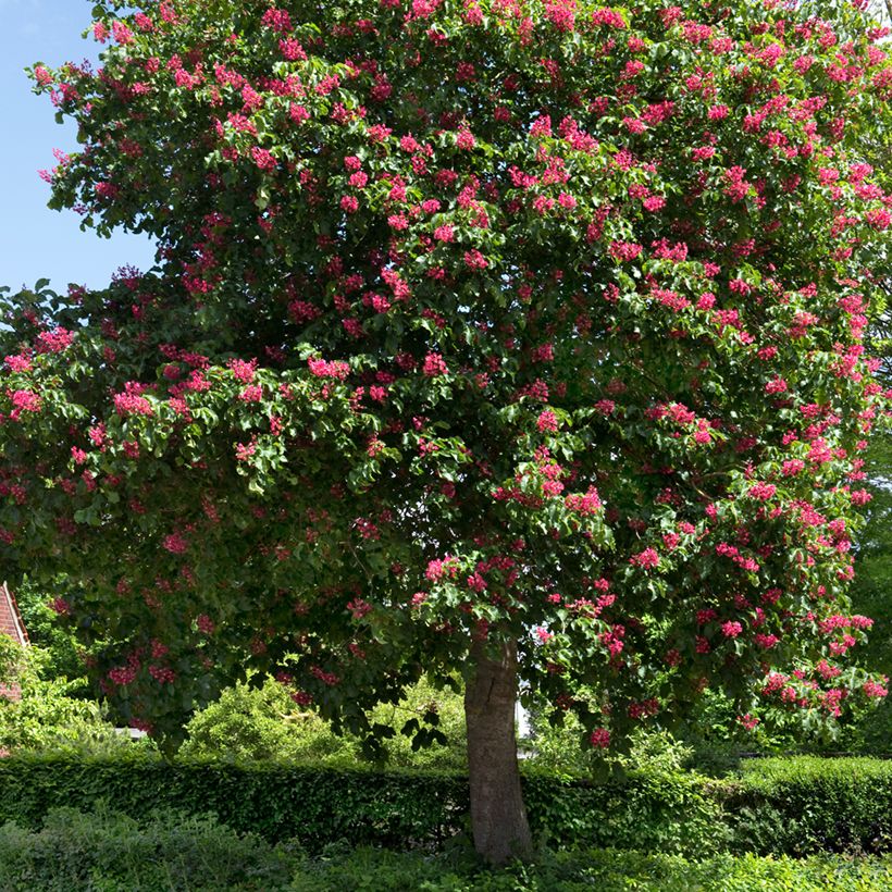 Aesculus x carnea Briotii (Plant habit)