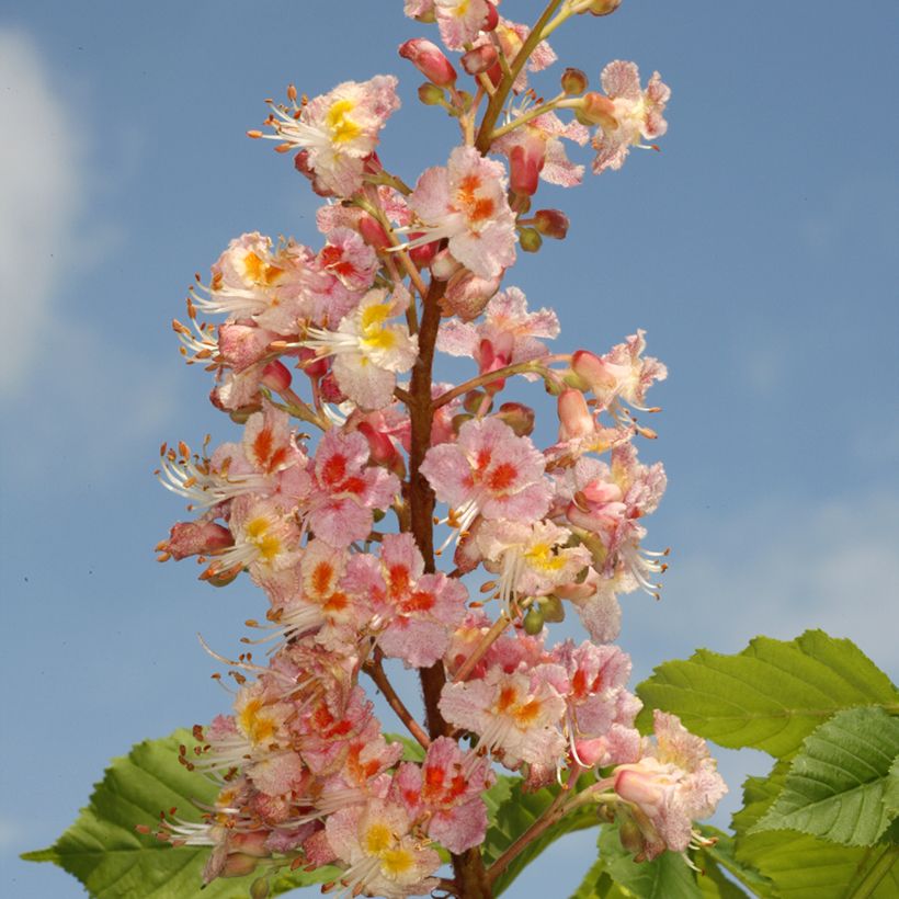 Aesculus x carnea Plantierensis - Red Horse Chestnut (Flowering)