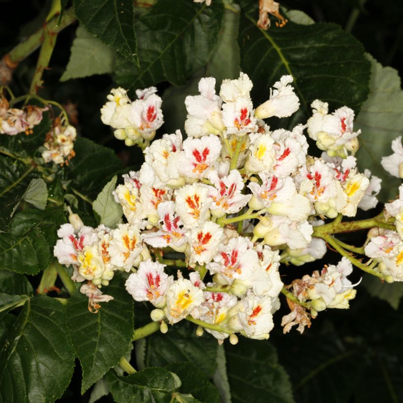 Aesculus Dallimorei - Dallimore horse-chestnut (Flowering)