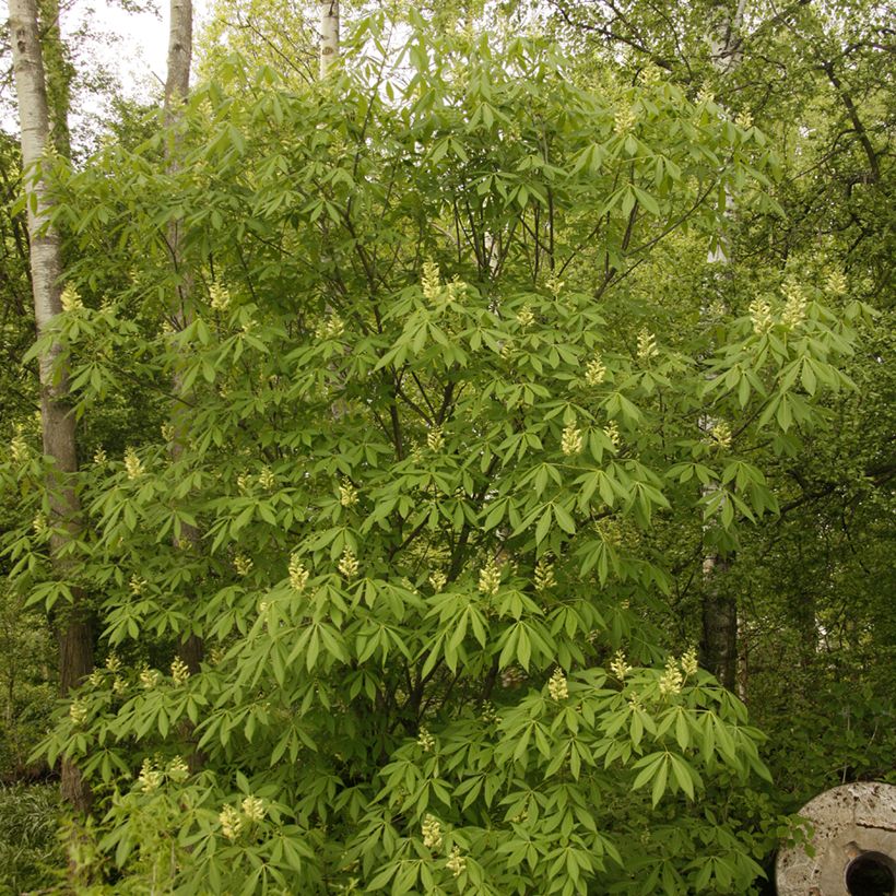 Aesculus x glaucescens (Plant habit)