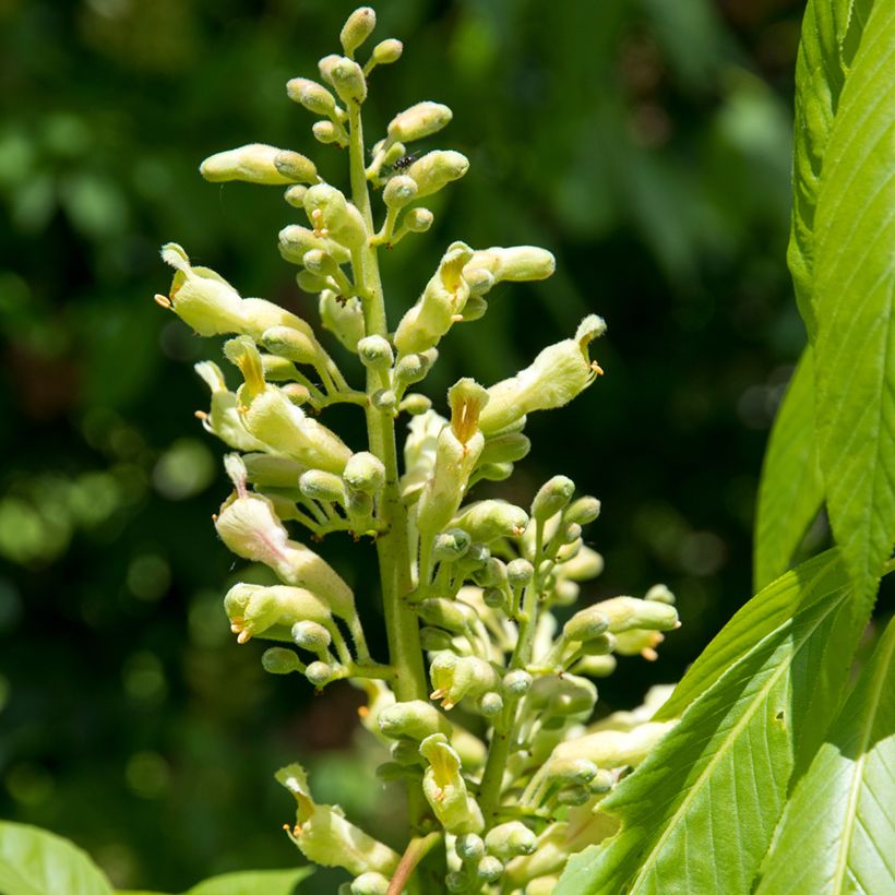 Aesculus x glaucescens (Flowering)