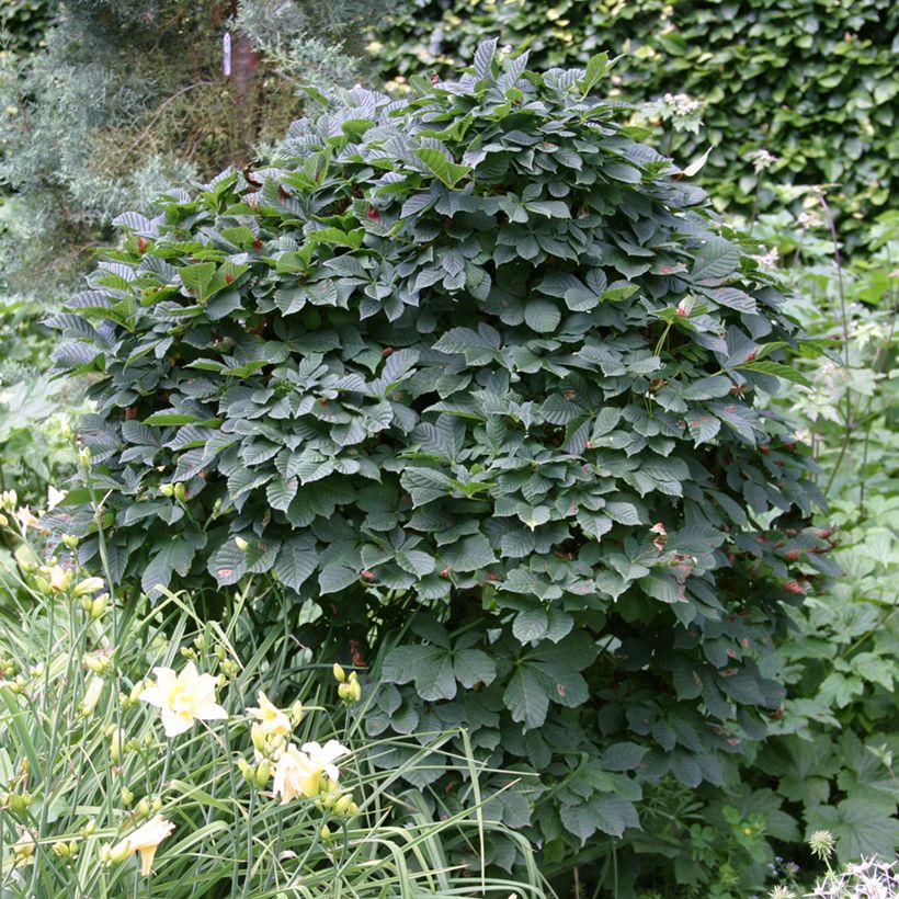 Aesculus hippocastanum Monstrosa (Plant habit)