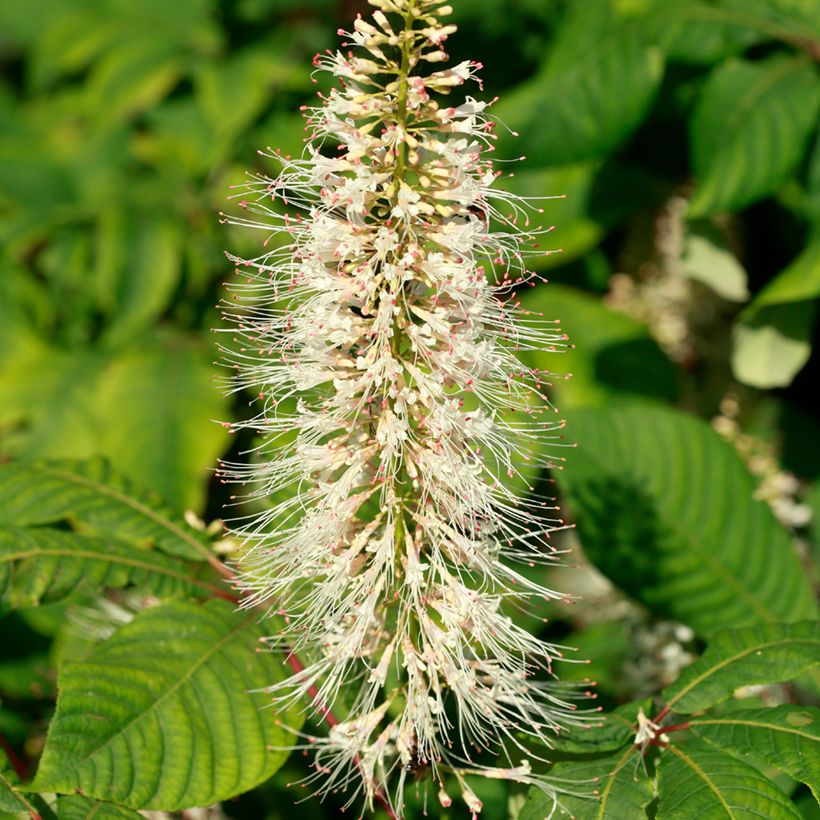 Aesculus parviflora (Flowering)