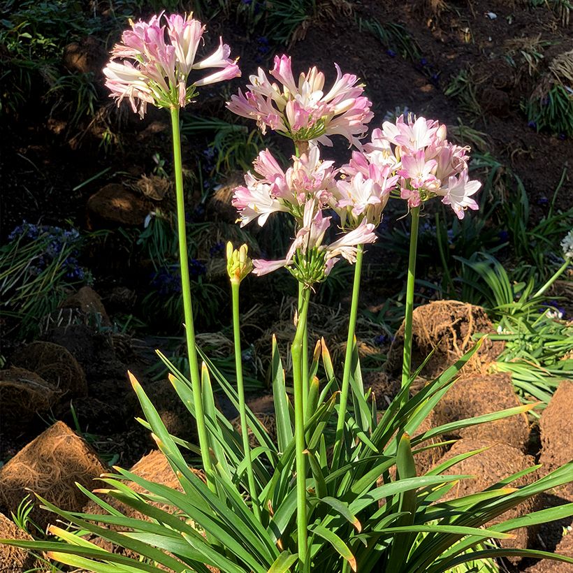 Agapanthus Blush Pink - African Lily (Plant habit)