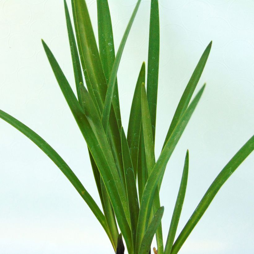 Agapanthus Northern Star (Foliage)