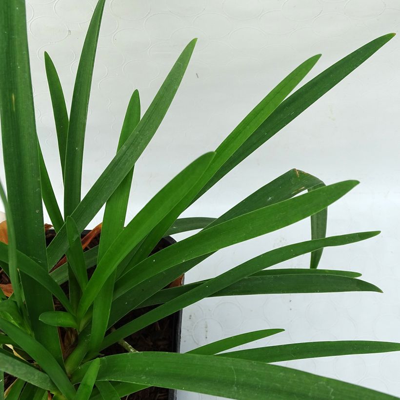 Agapanthus Pitchoune Blue (Foliage)