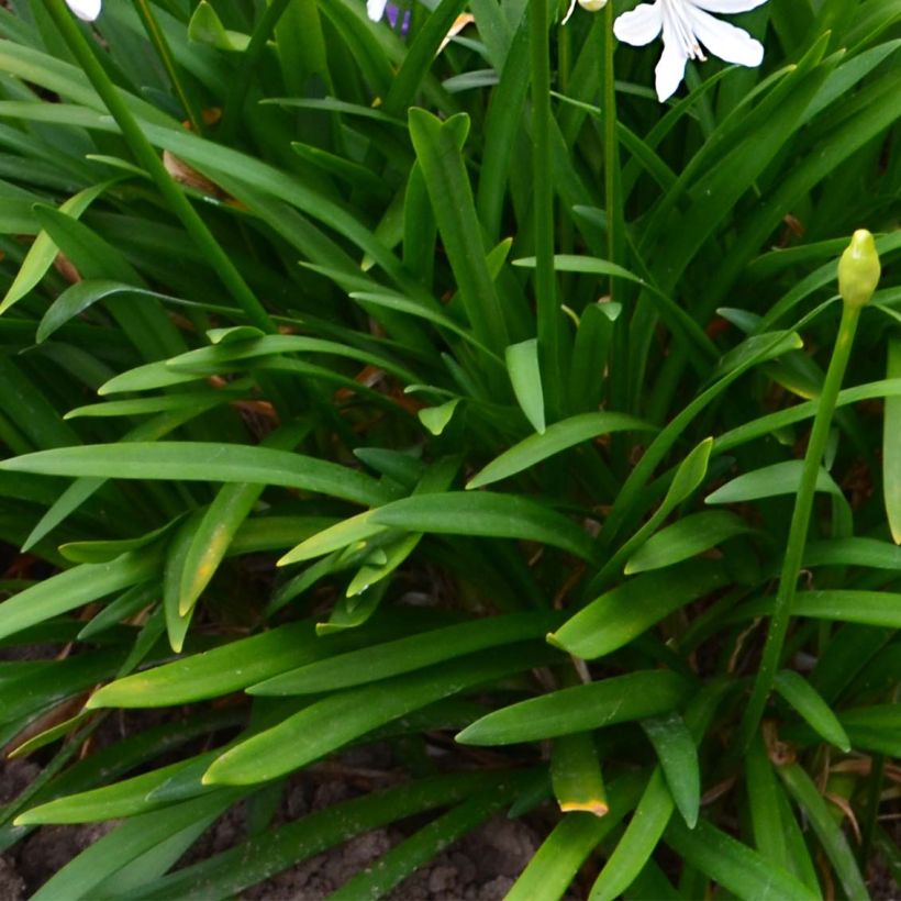 Agapanthus Pitchoune White (Foliage)