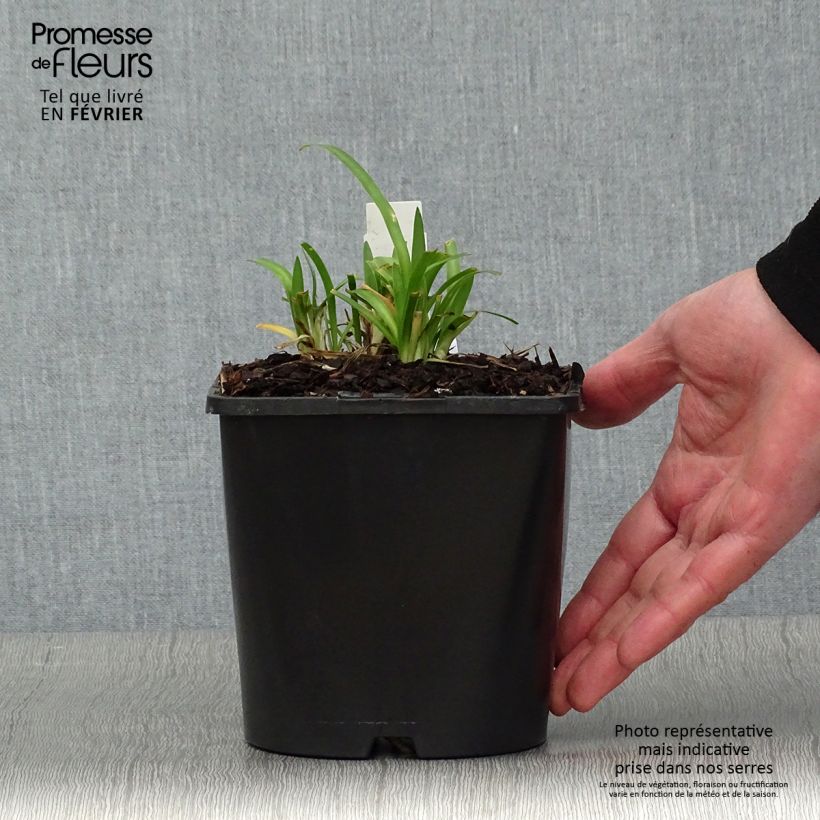 Agapanthe Thumbelina - pot de 2L/3L sample as delivered in winter