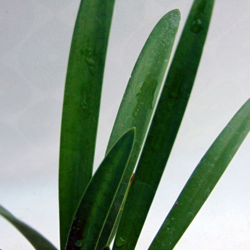 Agapanthus africanus Albus (Foliage)