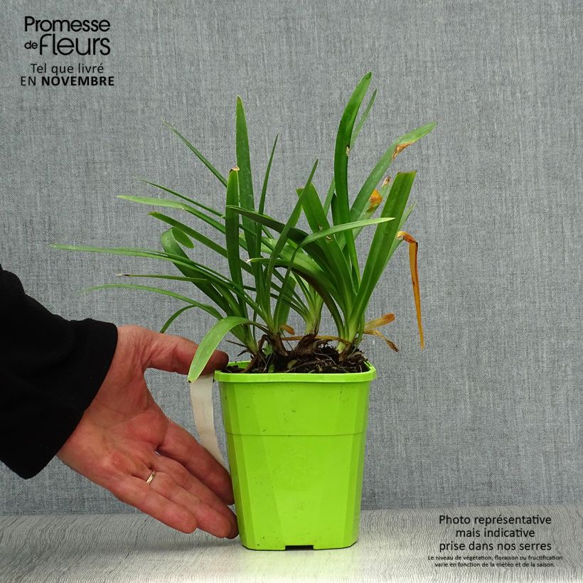 Agapanthe hybride Fireworks en pot de 1/1,5 litre sample as delivered in autumn