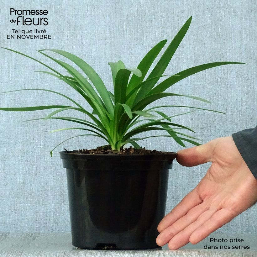 Agapanthe hybride Fireworks en pot de 2/3 litres sample as delivered in autumn