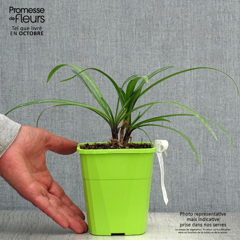 Agapanthe hybride Star Poppin’ Star (AMDB002) Pot de 1L/1,5L sample as delivered in autumn