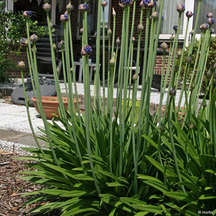 Agapanthus Sofie - African Lily (Plant habit)