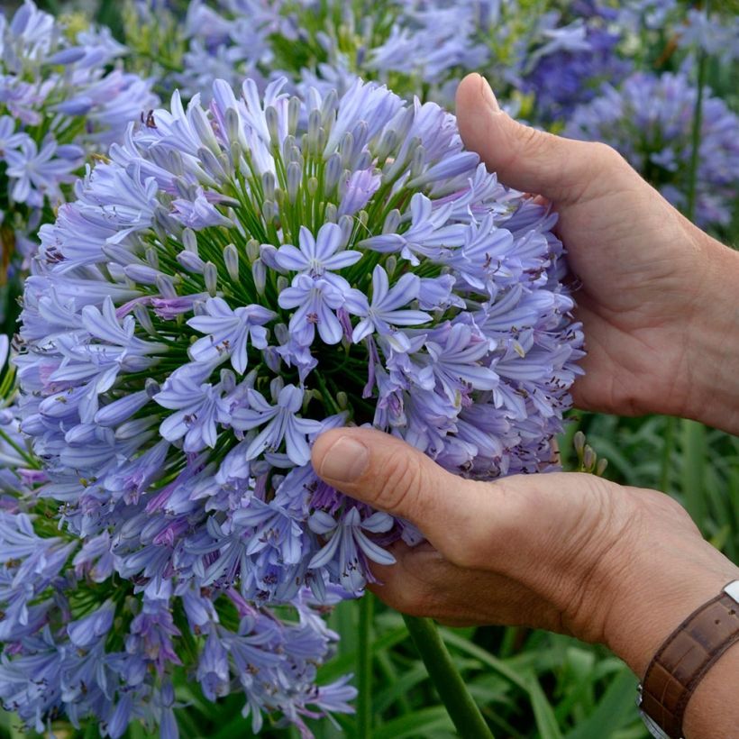 Agapanthus Blue Infinity PANAGA (Flowering)