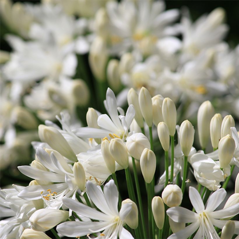 Agapanthus africanus Albus (Flowering)