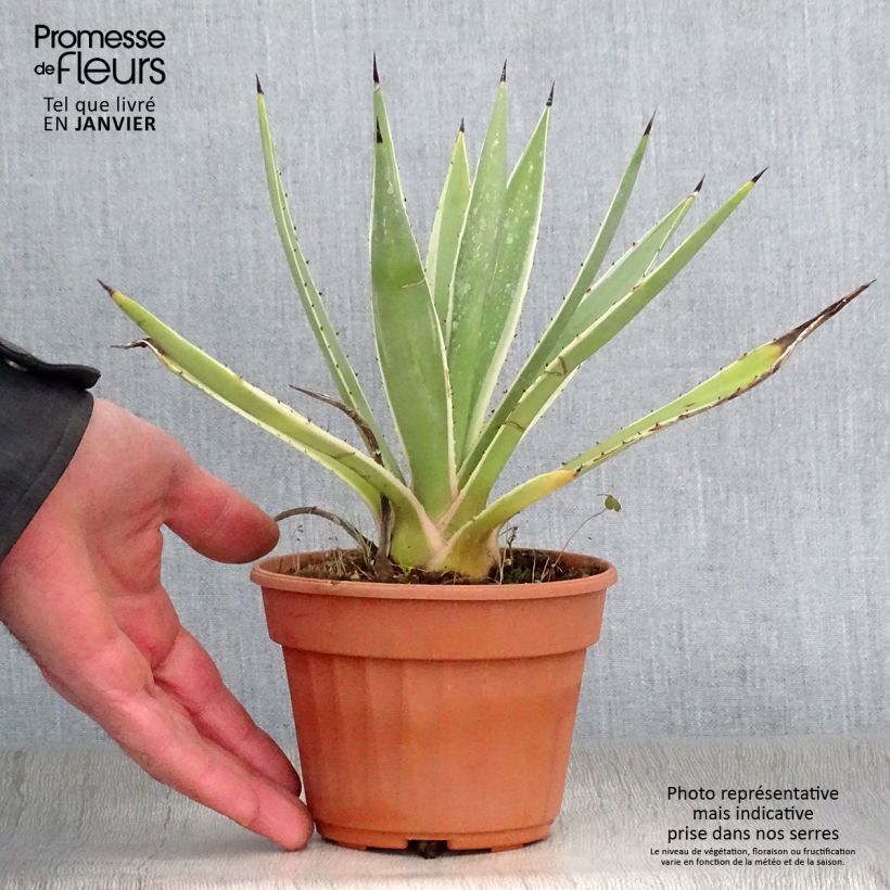 Agave angustifolia Marginata Pot de 13 cm sample as delivered in winter