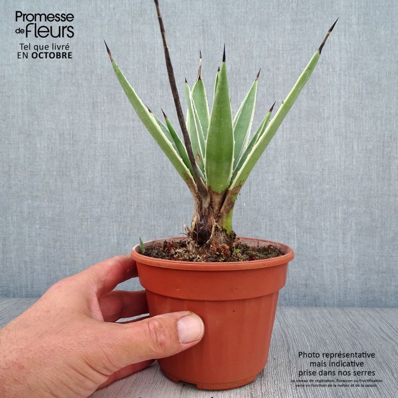 Agave angustifolia Marginata Pot de 13 cm sample as delivered in autumn