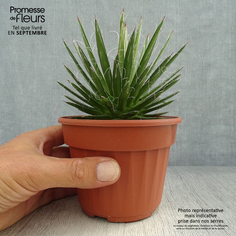 Agave filifera en pot de 13 cm sample as delivered in autumn