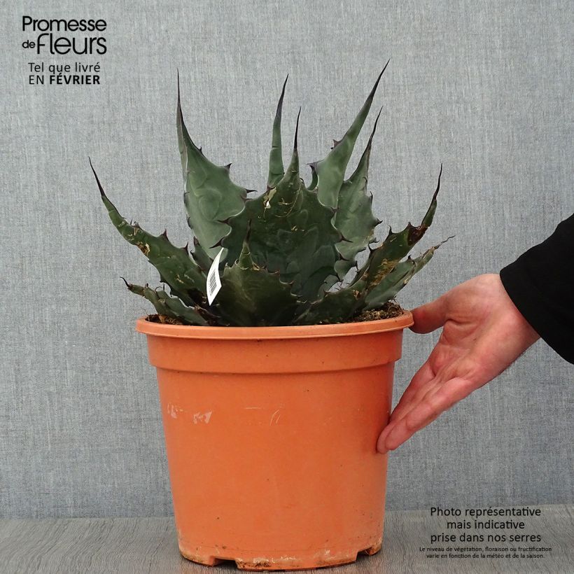 Agave havardiana Pot de 7,5L/10L sample as delivered in winter