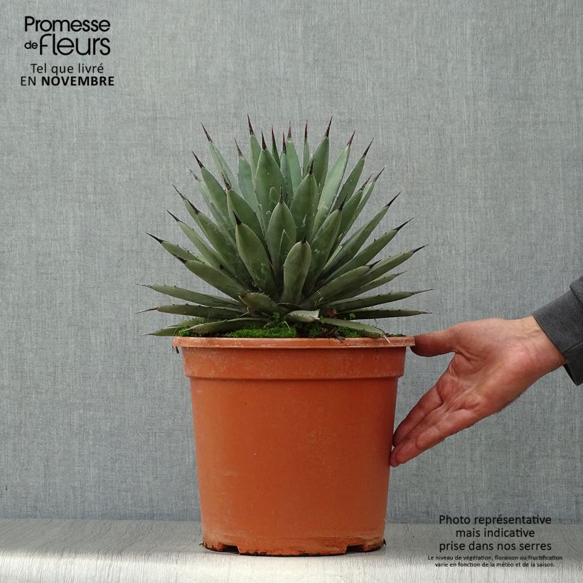 Agave macroacantha Pot de 7,5L/10L sample as delivered in autumn