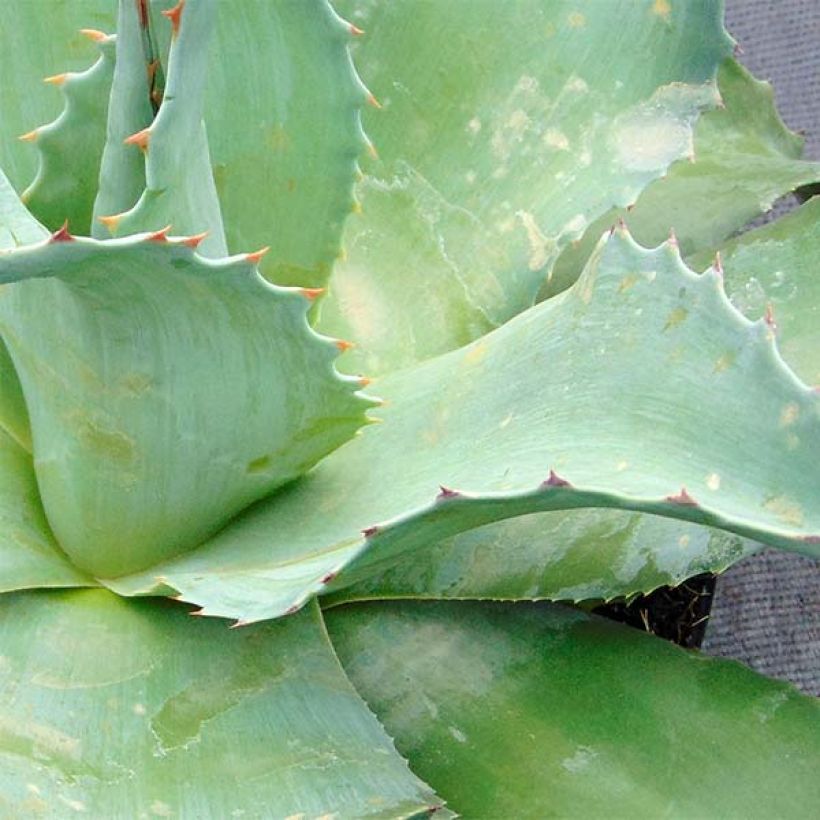 Agave ovatifolia (Foliage)