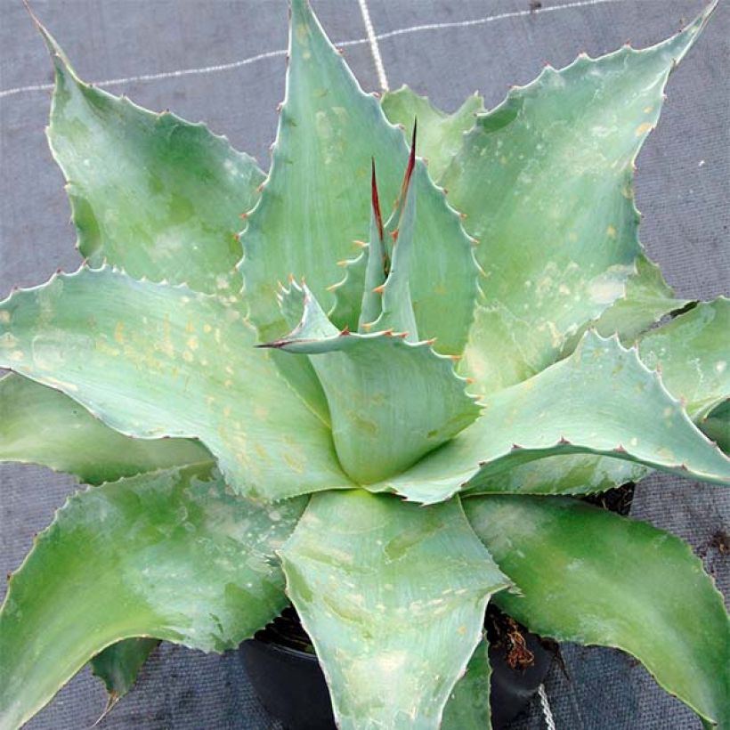 Agave ovatifolia (Plant habit)