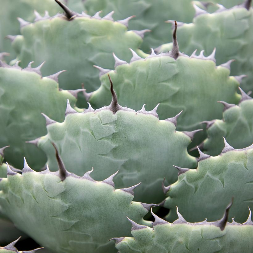 Agave potatorum var. verschaffeltii (Foliage)