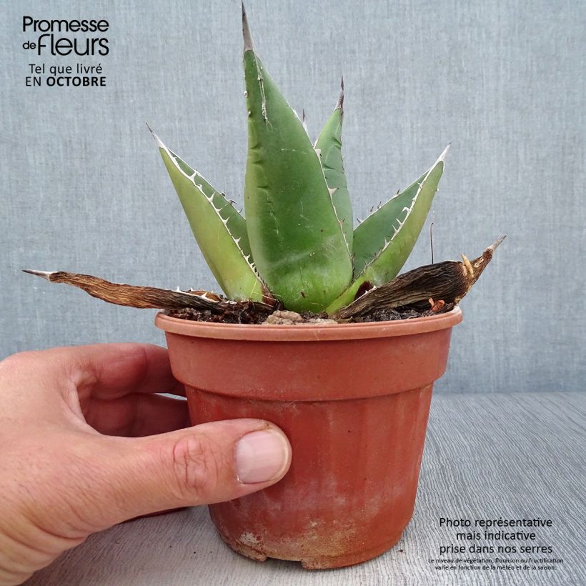 Agave titanota Pot de 13 cm sample as delivered in autumn