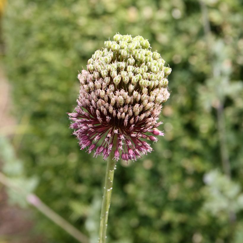 Allium amethystinum Forelock (Flowering)