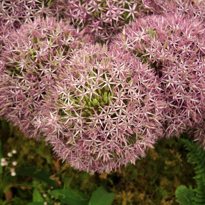 Allium Universe (Flowering)