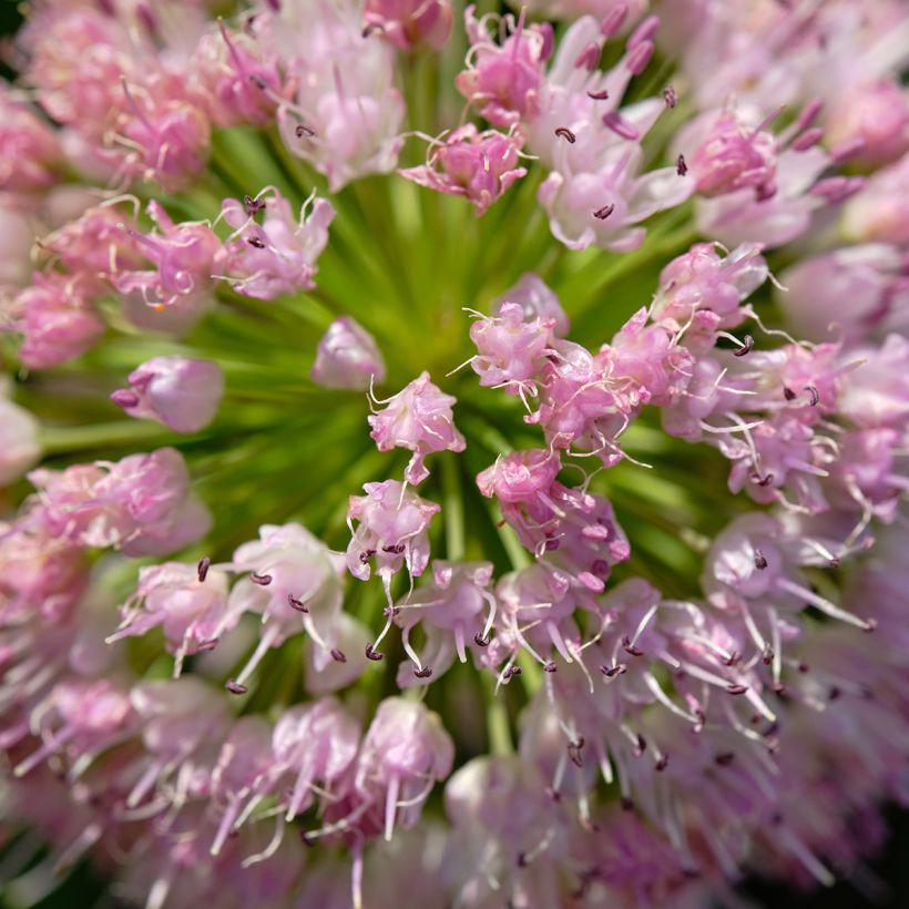 Allium angulosum (Flowering)