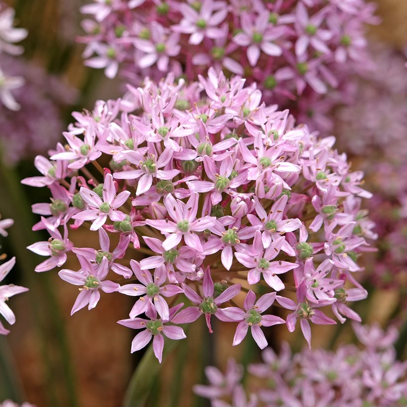 Allium nigrum  Pink Jewel (Flowering)