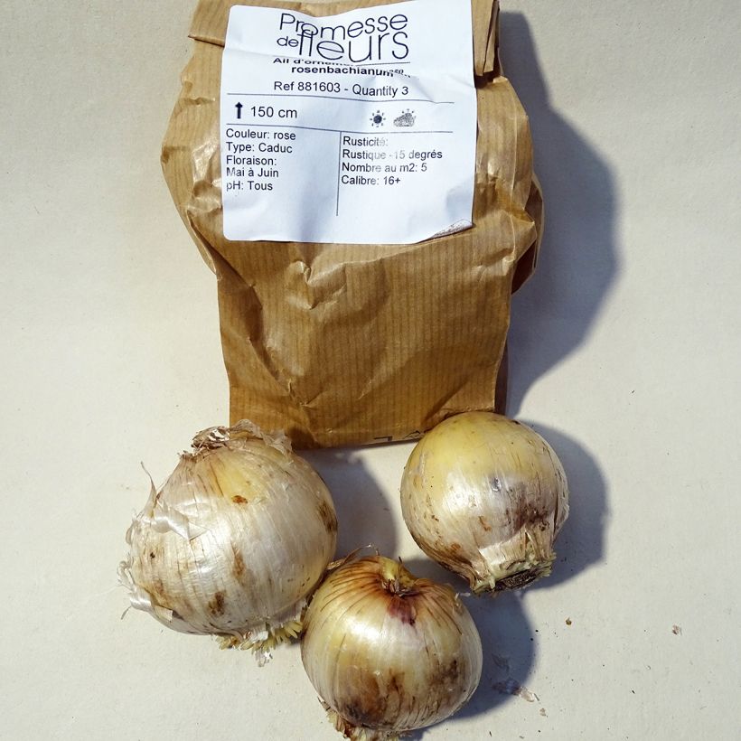 Example of Ail d'ornement - Allium rosenbachianum Bulbe specimen as delivered