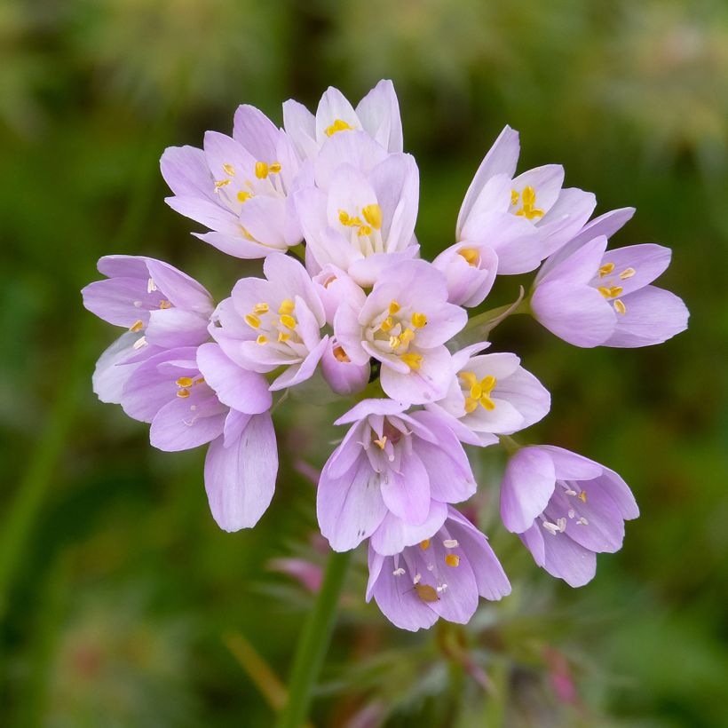 Allium roseum (Flowering)