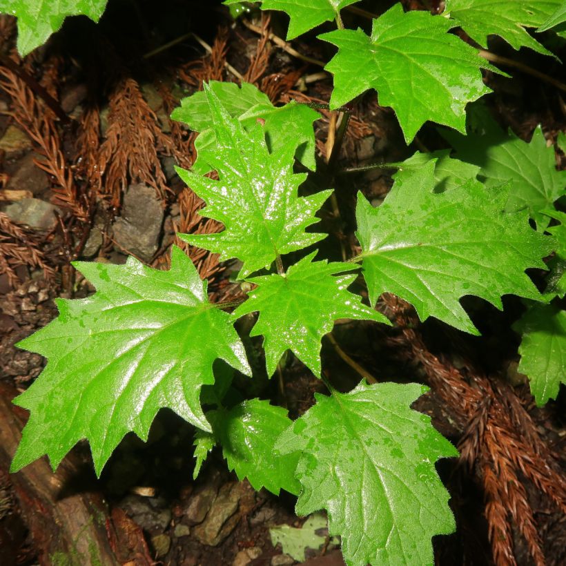 Ajuga incisa  (Foliage)