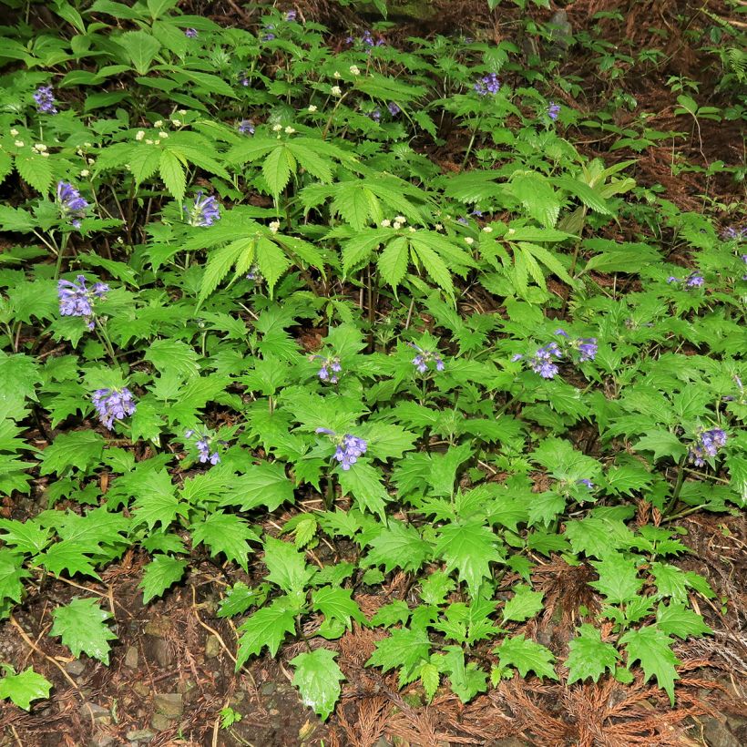 Ajuga incisa  (Plant habit)