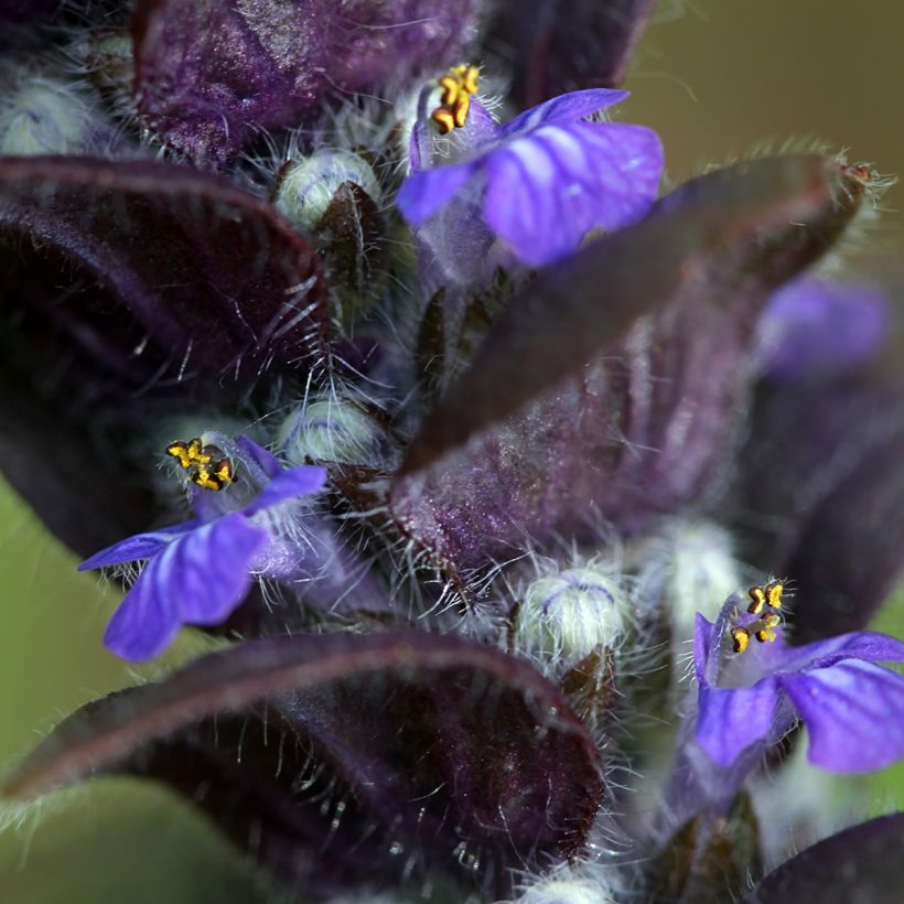 Ajuga pyramidalis  (Flowering)