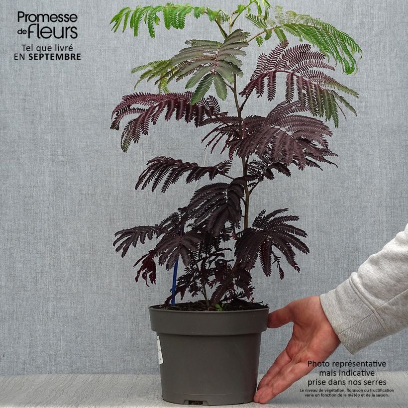 Albizia julibrissin Summer Chocolate en pot de 3/4L sample as delivered in autumn