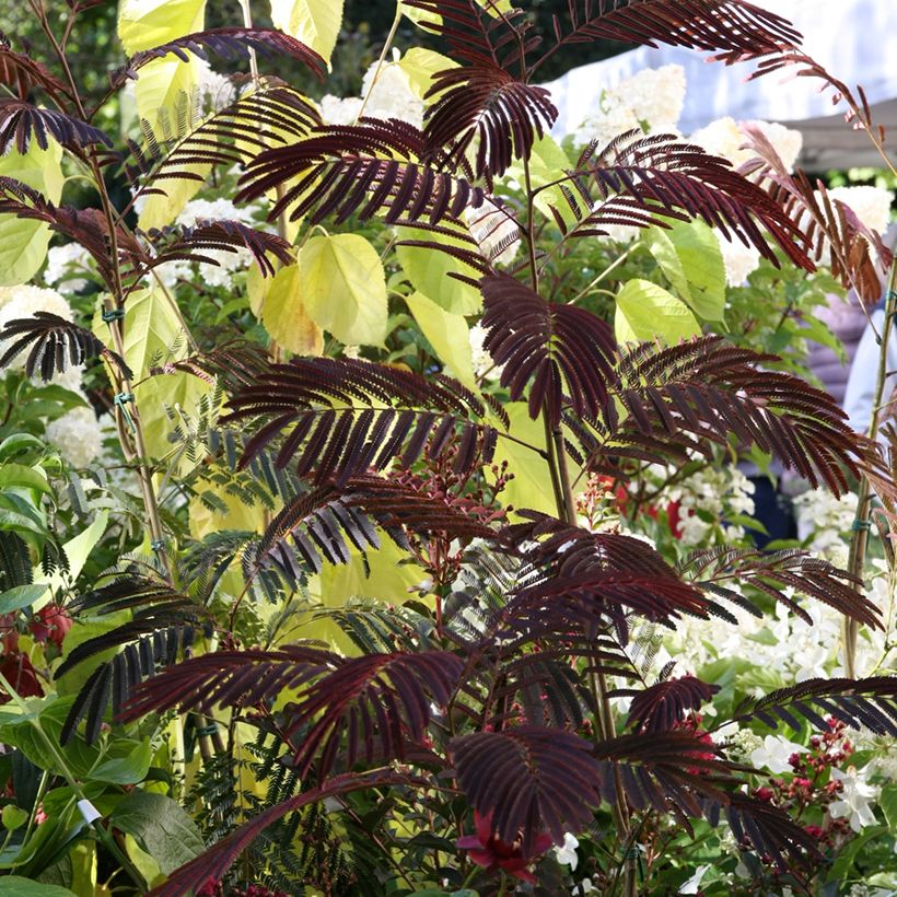 Albizia julibrissin Eveys Pride (Plant habit)