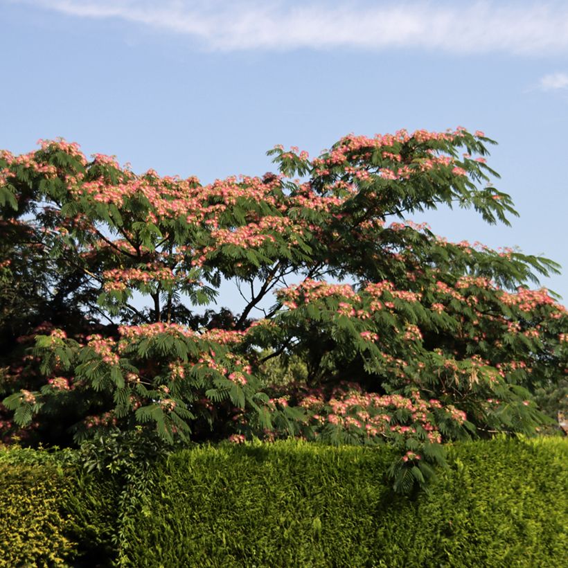 Albizia julibrissin Ombrella (Plant habit)