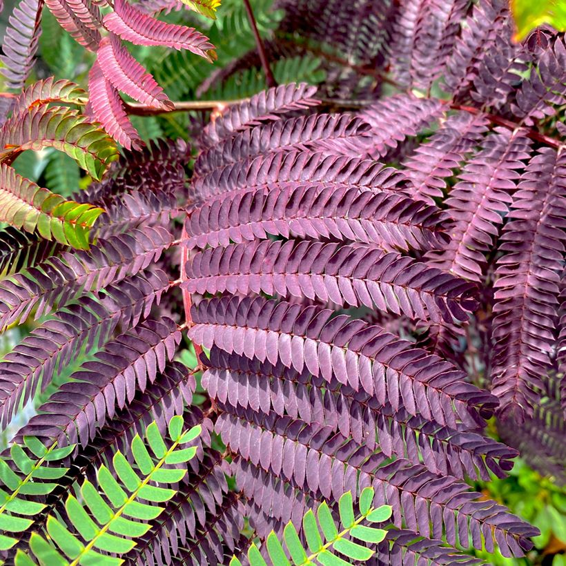 Albizzia julibrissin Summer Chocolate (Foliage)