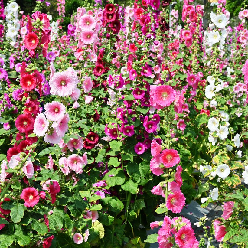 Alcea rosea 'Simplex' (Flowering)