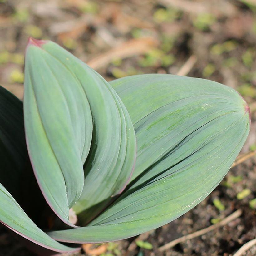 Allium karataviense Red Giant (Foliage)