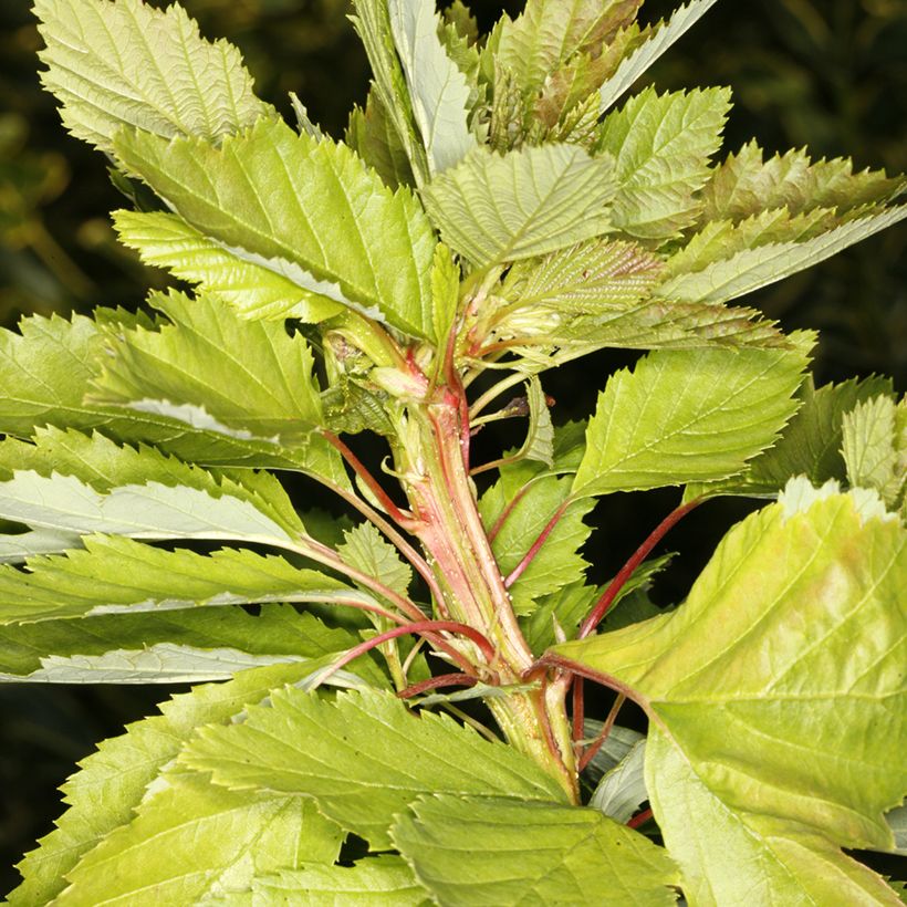 Alnus incana Monstrosa - Grey Alder (Foliage)