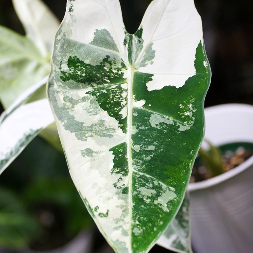 Broad bean Bunyards Exhibition (Foliage)