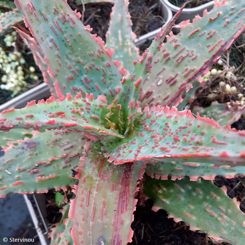 Aloe Christmas Carol  (Foliage)