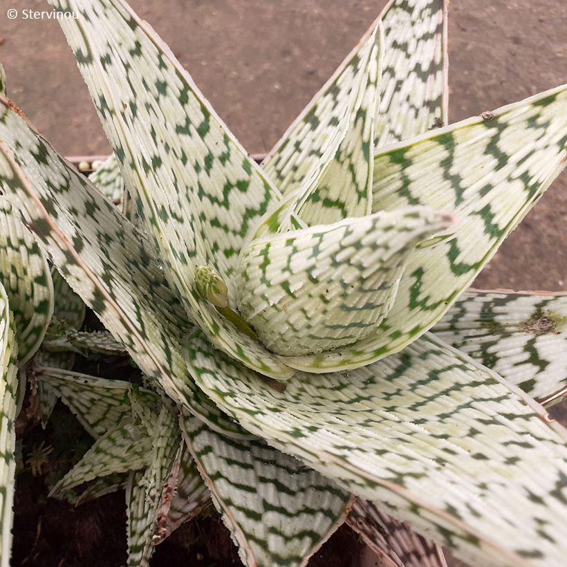 Aloe Delta Lights (Foliage)