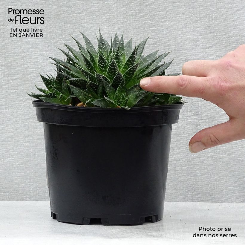 Aloe aristata - Aloe nain Pot de 2L/3L sample as delivered in winter