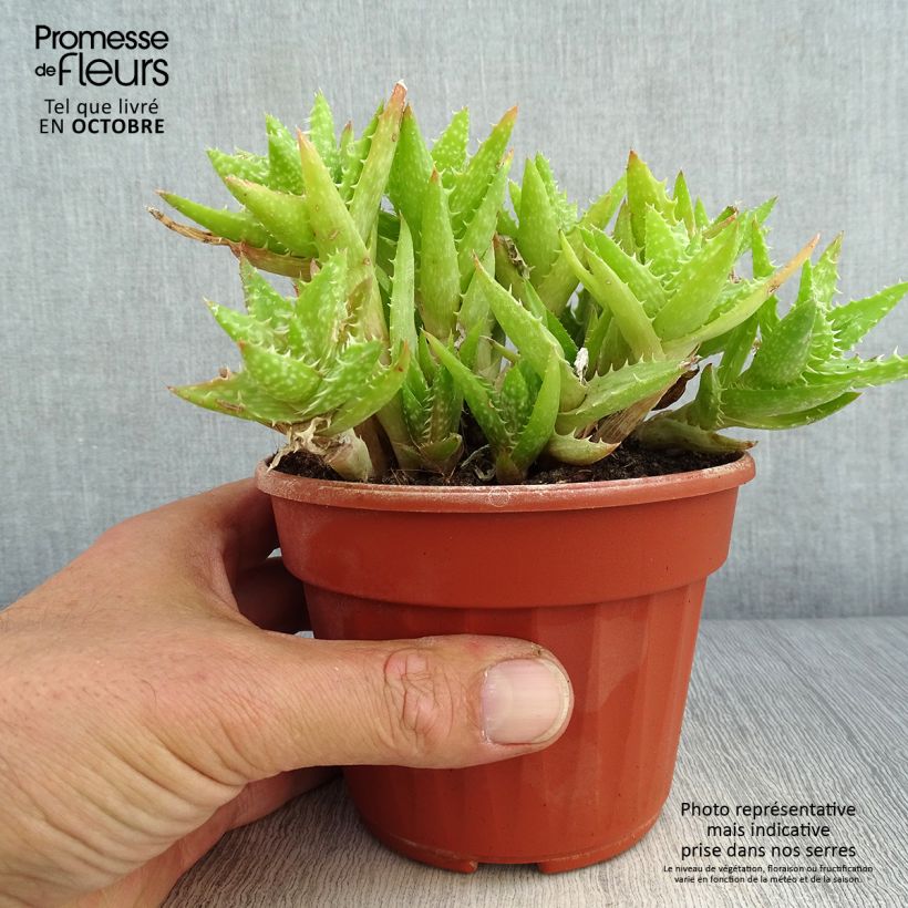 Aloe squarrosa Pot de 13 cm sample as delivered in autumn